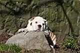 BULLDOG ANGLAIS 054